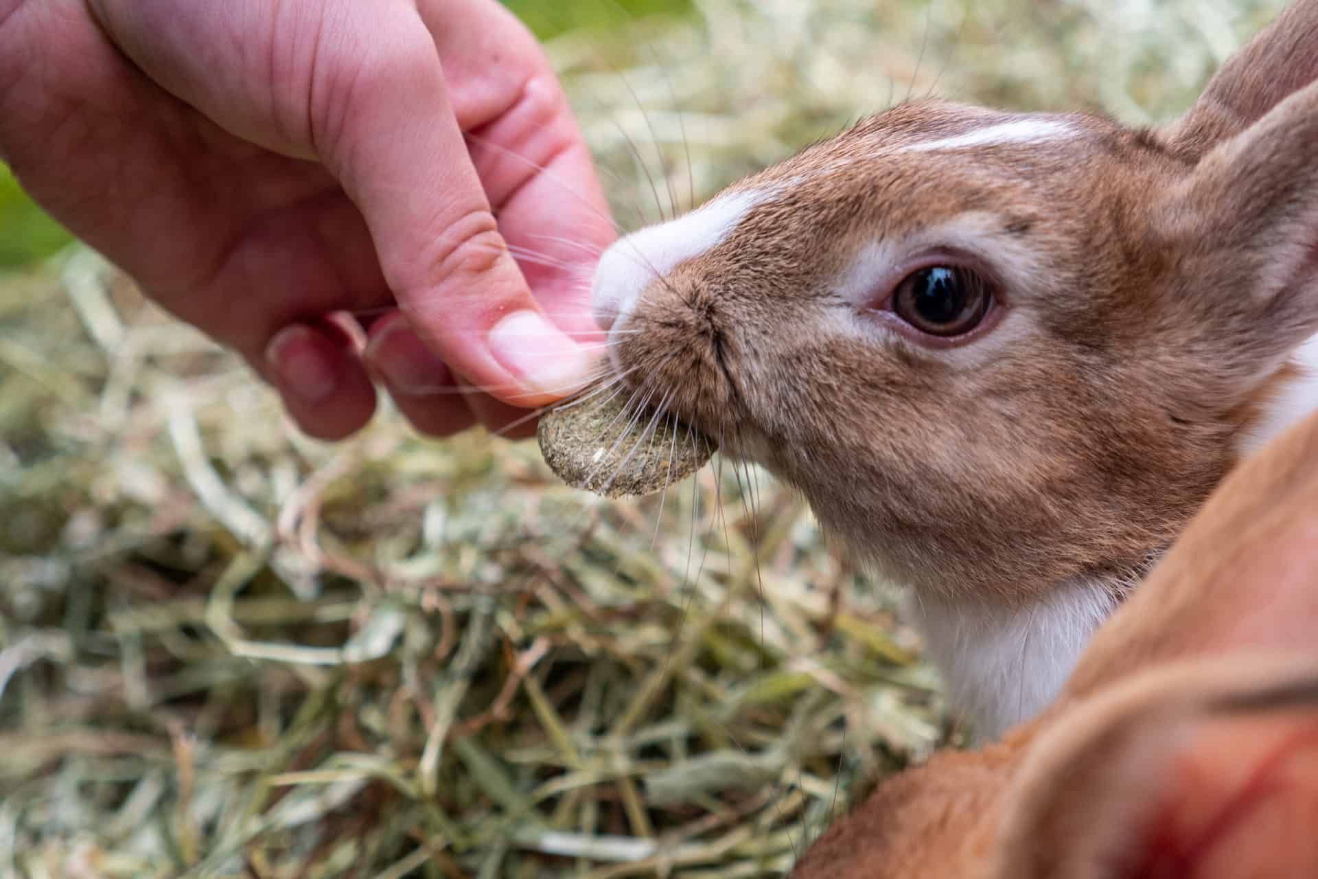 Bonding with your rabbit