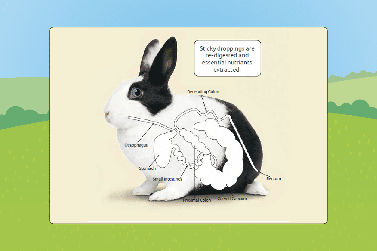 Rabbit dictionary