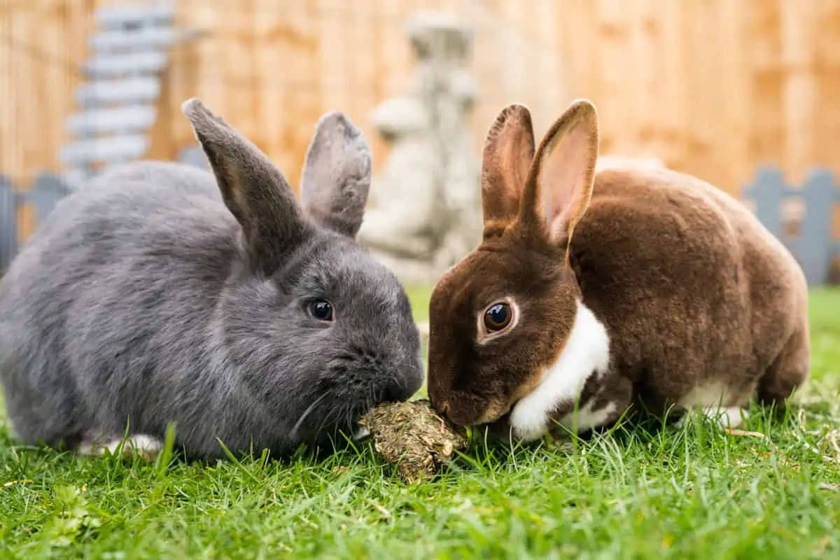 Rabbits outside hotsell