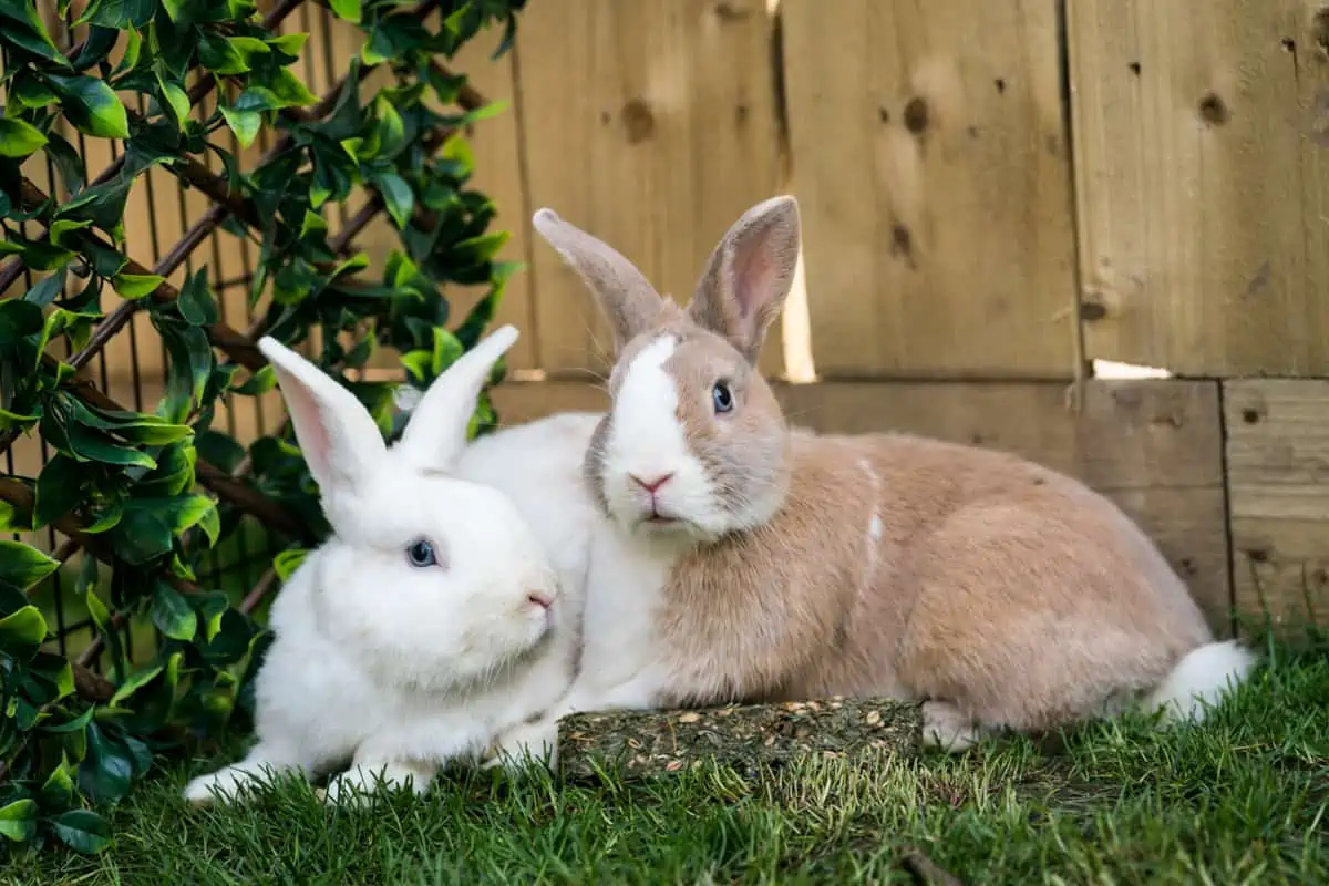 Keeping pet rabbits outside hotsell