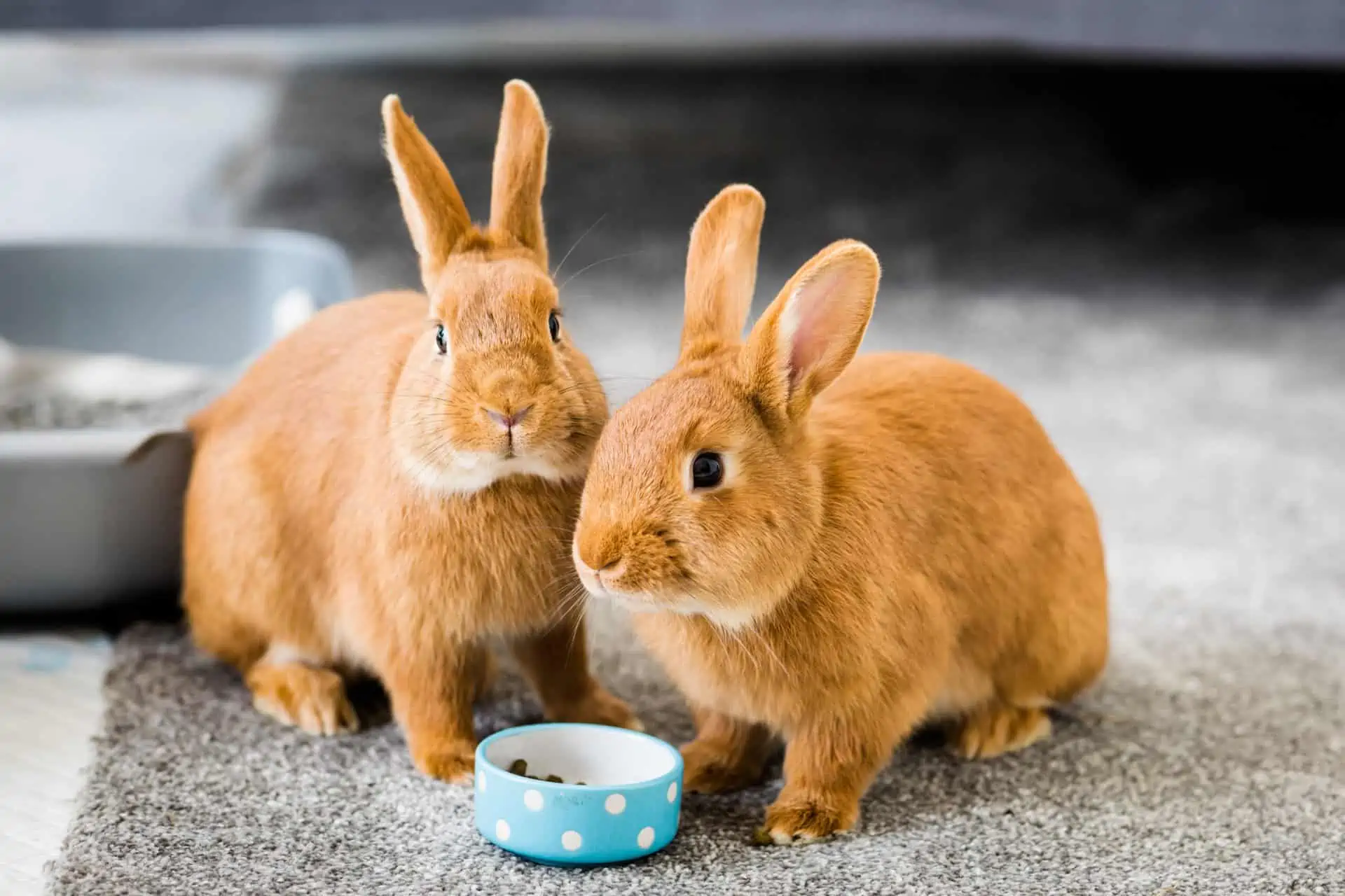 Two indoor rabbits