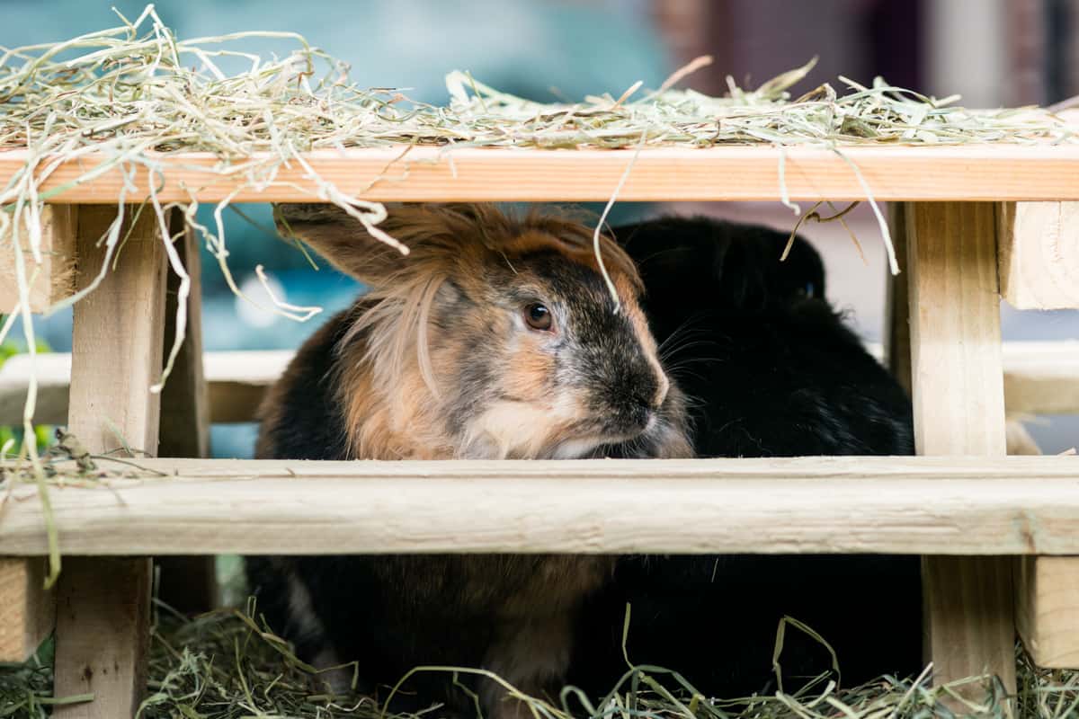 Housing a shop rabbit outside