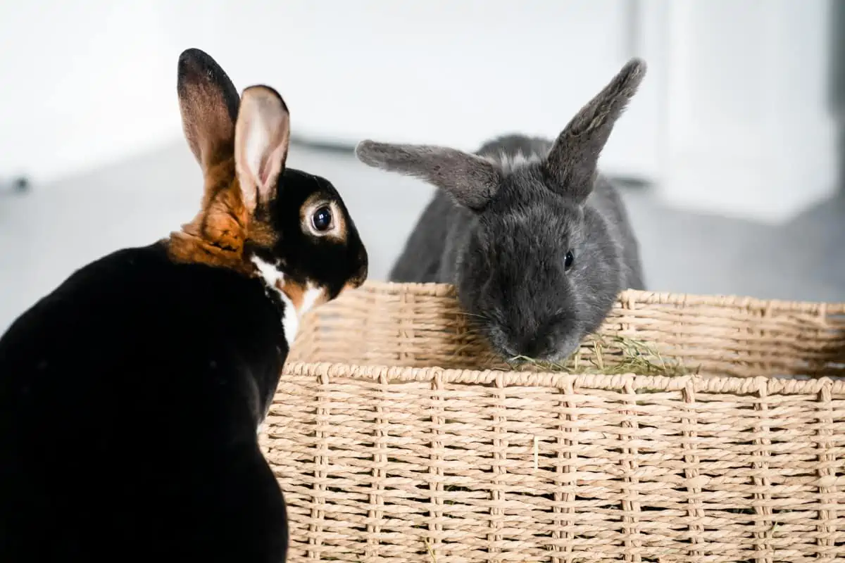 Indoor rabbits