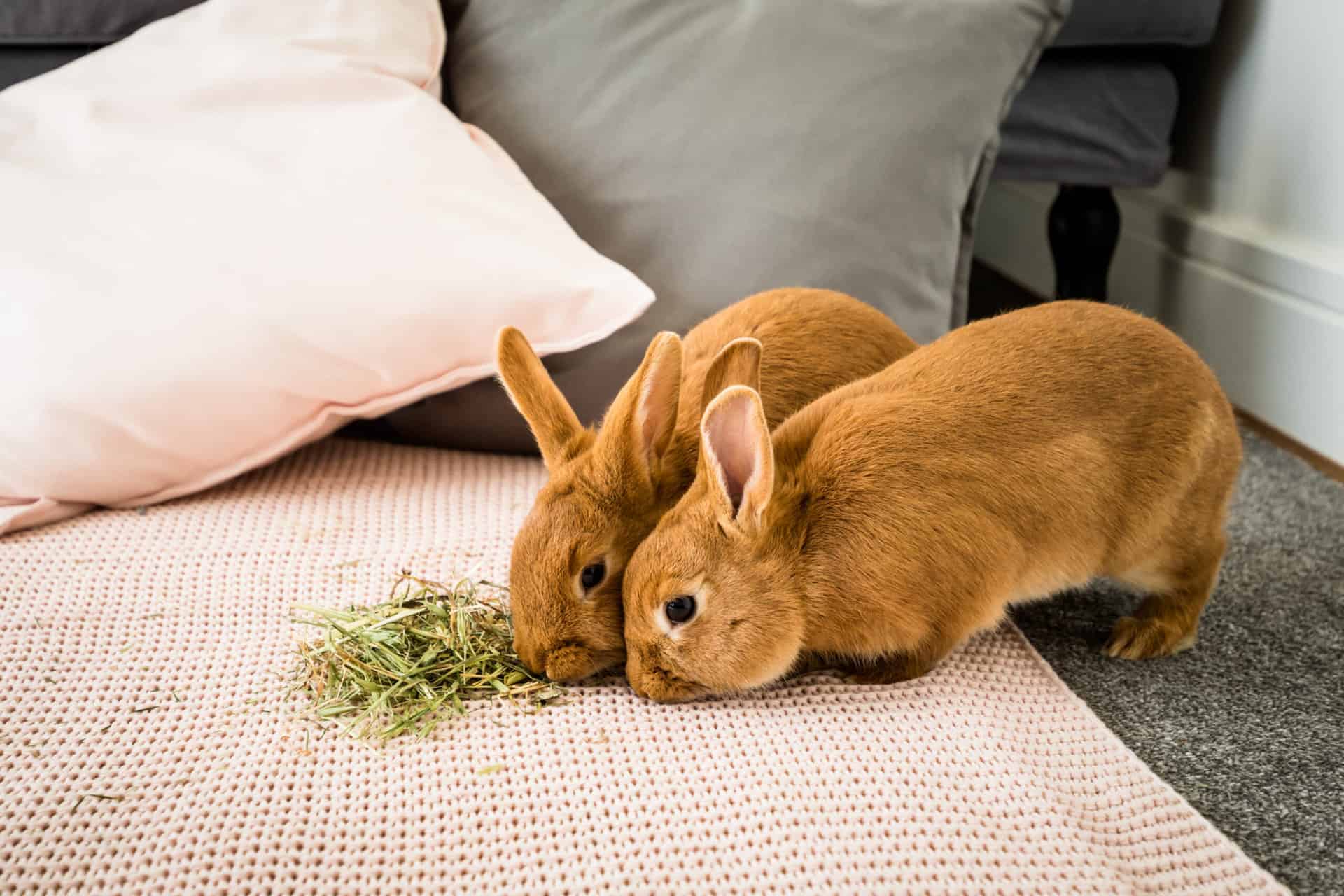 Keeping rabbits outside