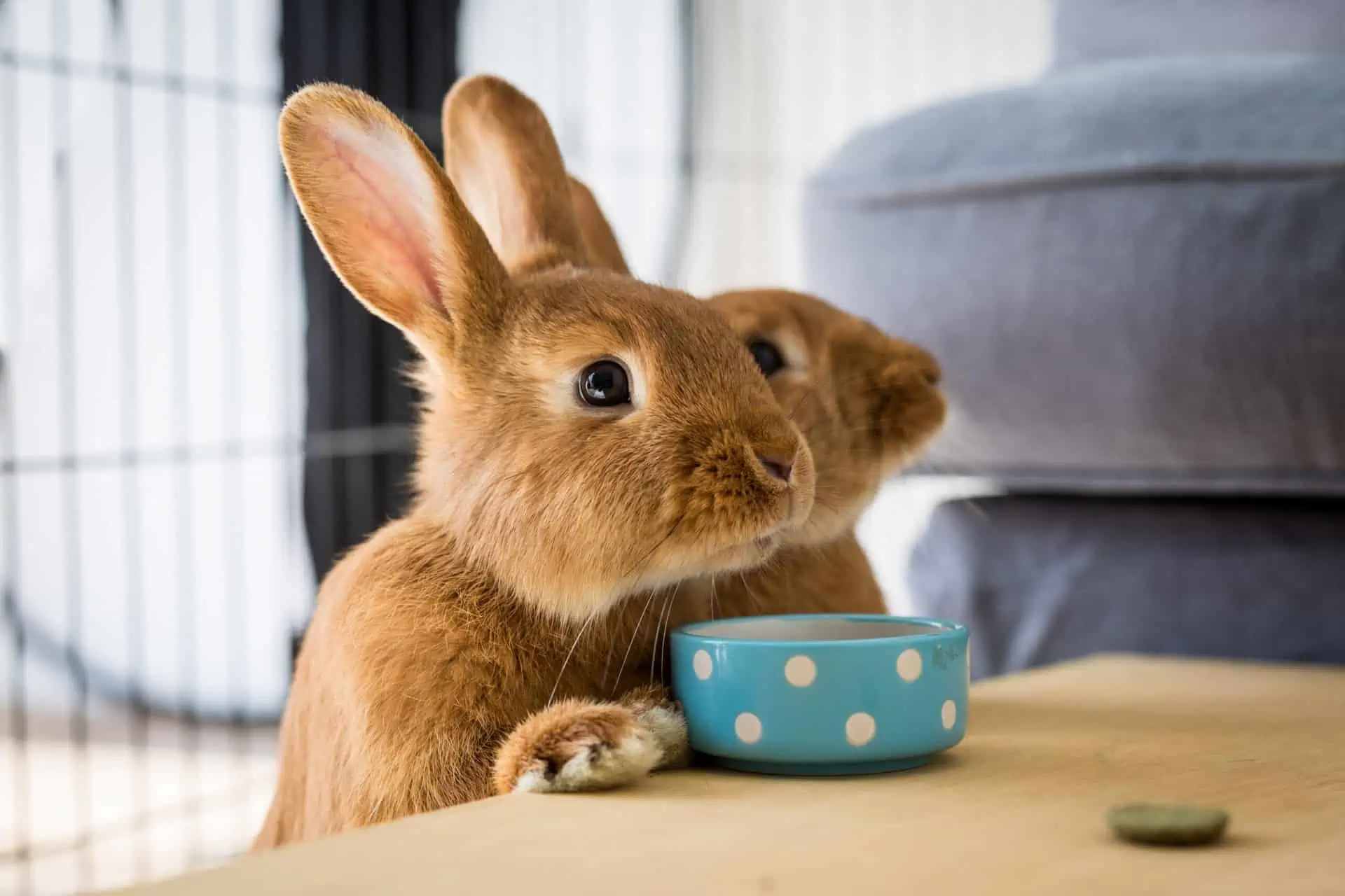 How to Help Your Pet Rabbit Get Its Daily Exercise Indoors