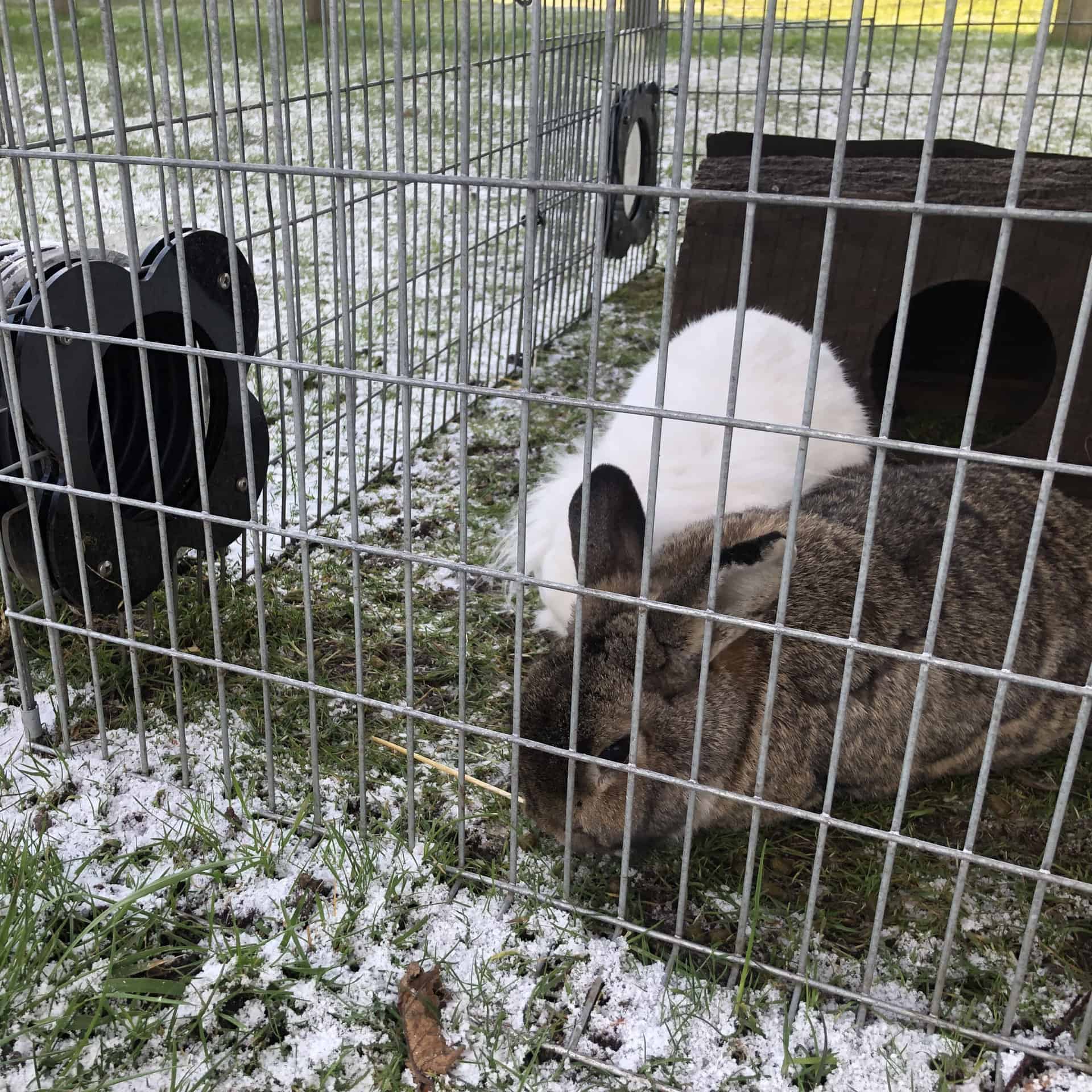 Keeping rabbits outside