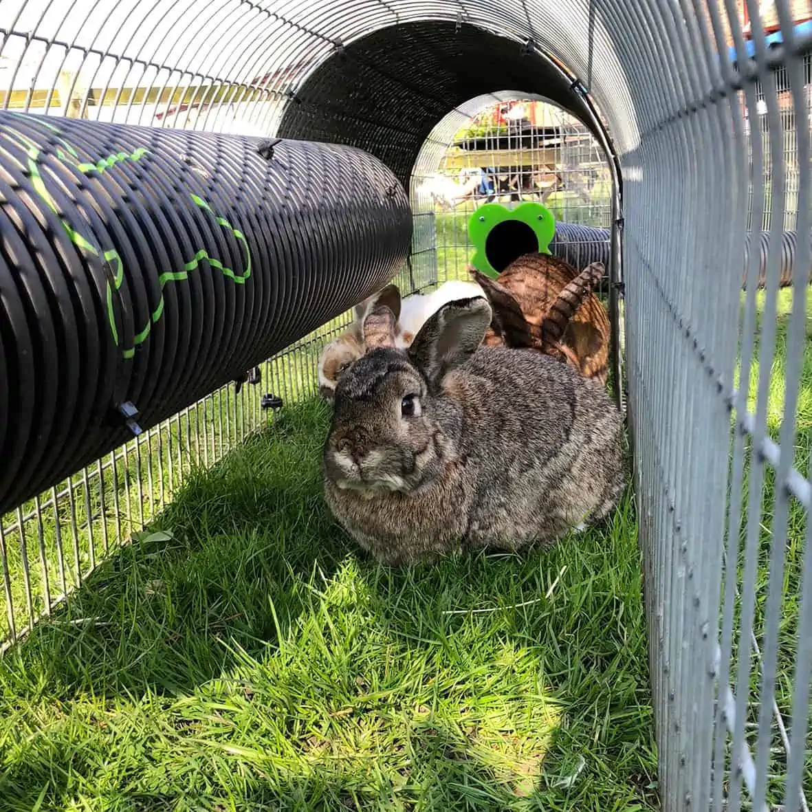 Keeping shop rabbits outdoors