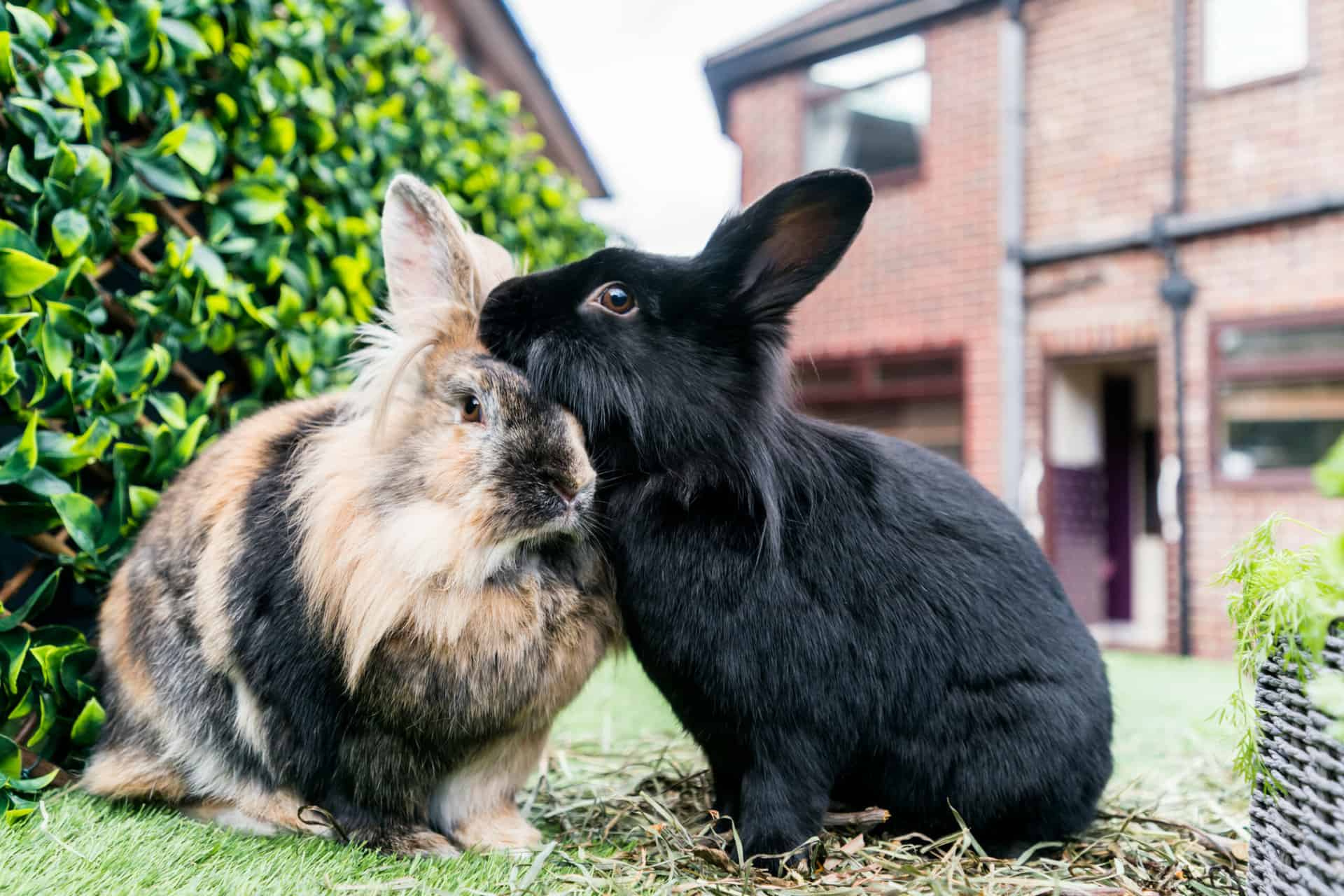 Tips for a Vet trip with your rabbits Blog Rabbit Awareness Week