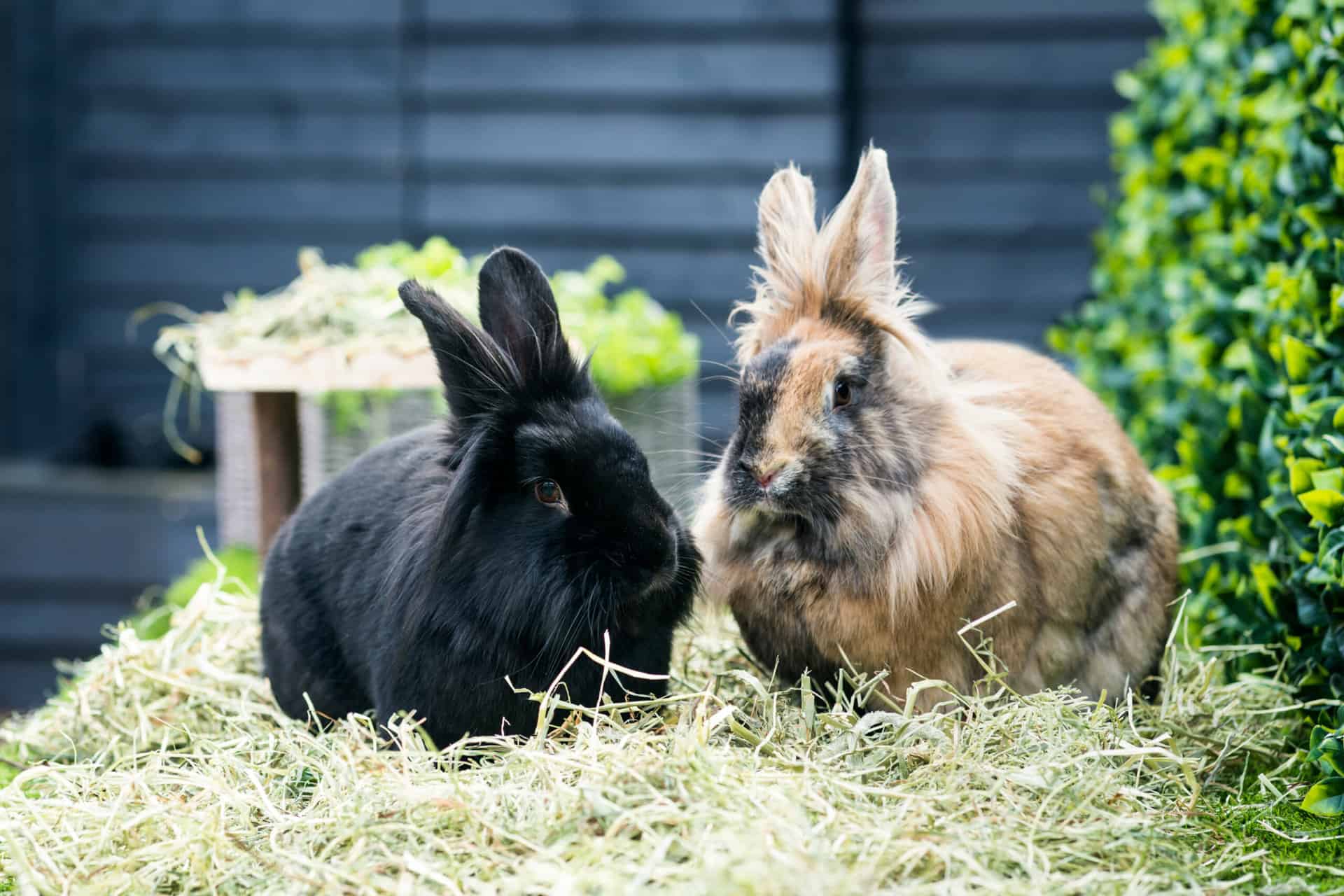 Tips for a Vet trip with your rabbits Blog Rabbit Awareness Week