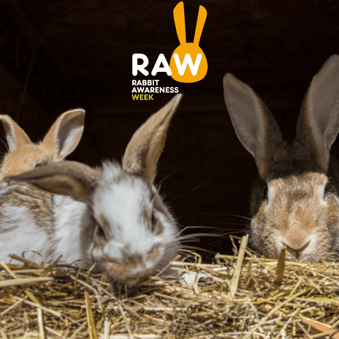 Rabbit Neutering Protect and Prevent Blog Rabbit Awareness Week