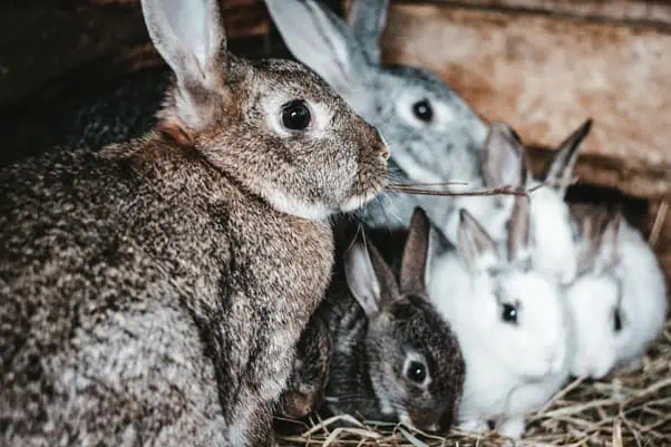 Domesticating store wild rabbits