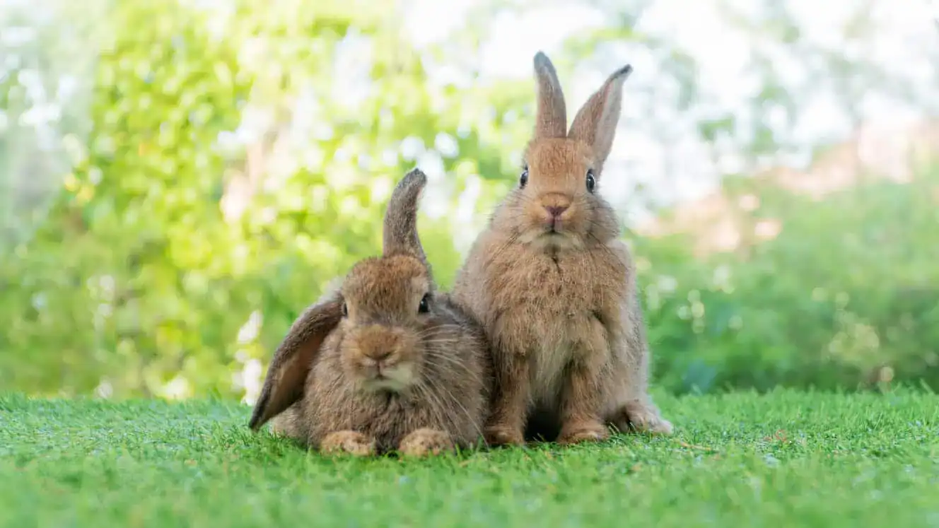 How long can you leave a rabbit alone? Holiday tips and expert advice