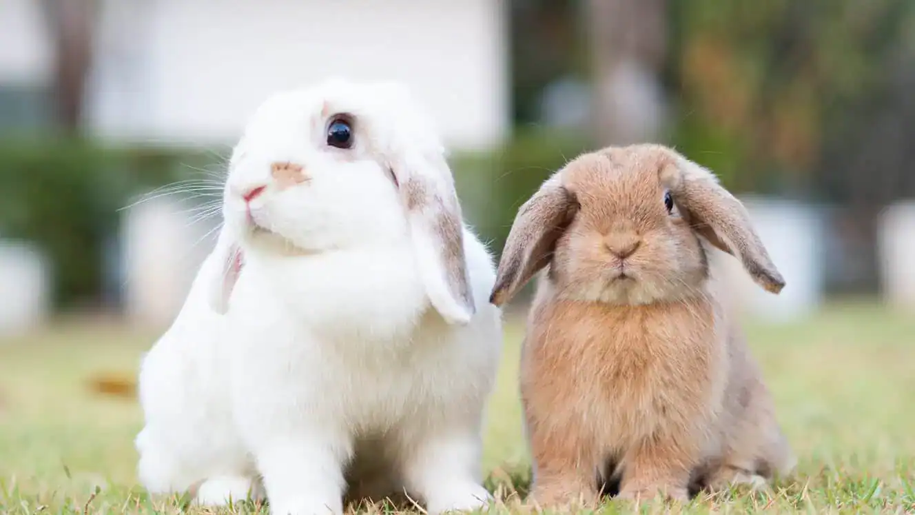 How to bond rabbits