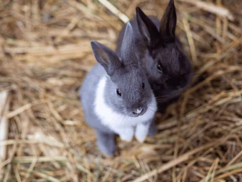 How to Create The Perfect Home For Your Rabbit
